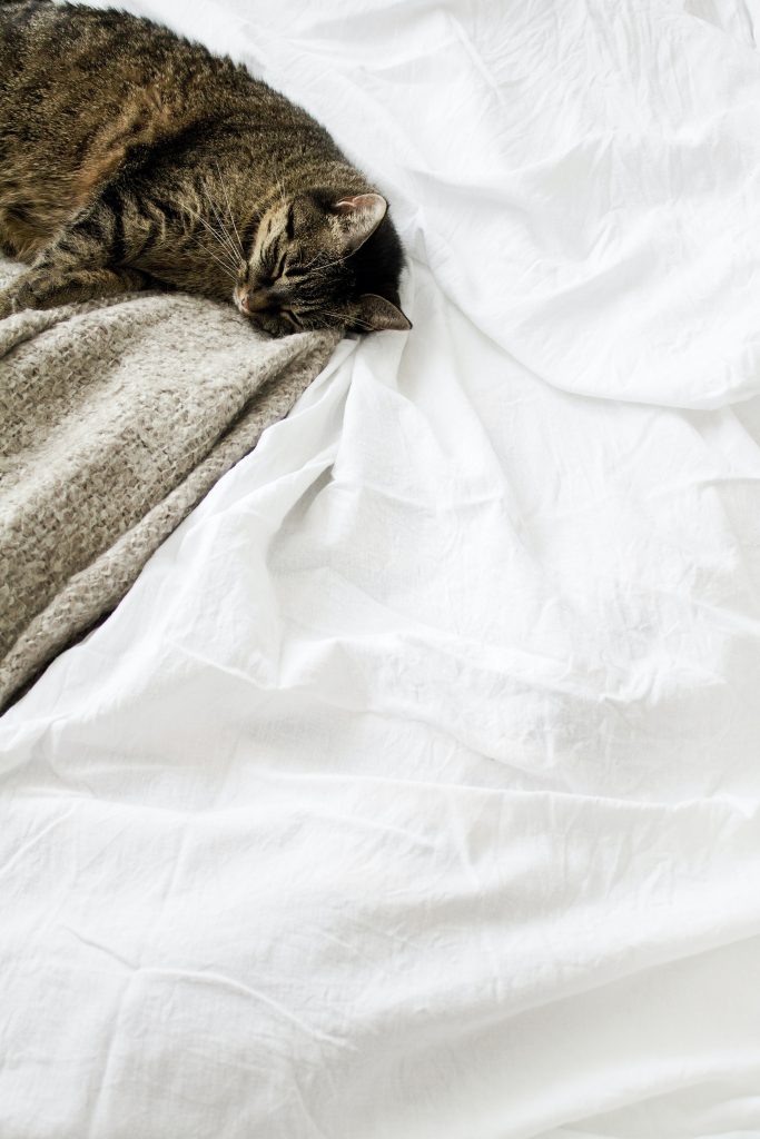 Eine friedliche Katze schläft auf dem Bett.